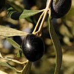 Gemlik Trilye Zeytin Fidanı